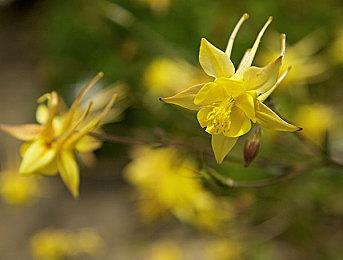 开放世界RPG《SIREN》开启众筹 黑暗幻想美人鱼物语